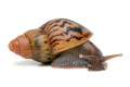 Lissachatina zanzibarica type 5 juvenil
